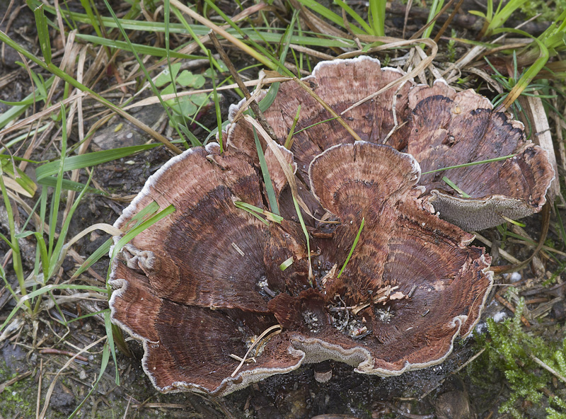 Hydnellum concrescens